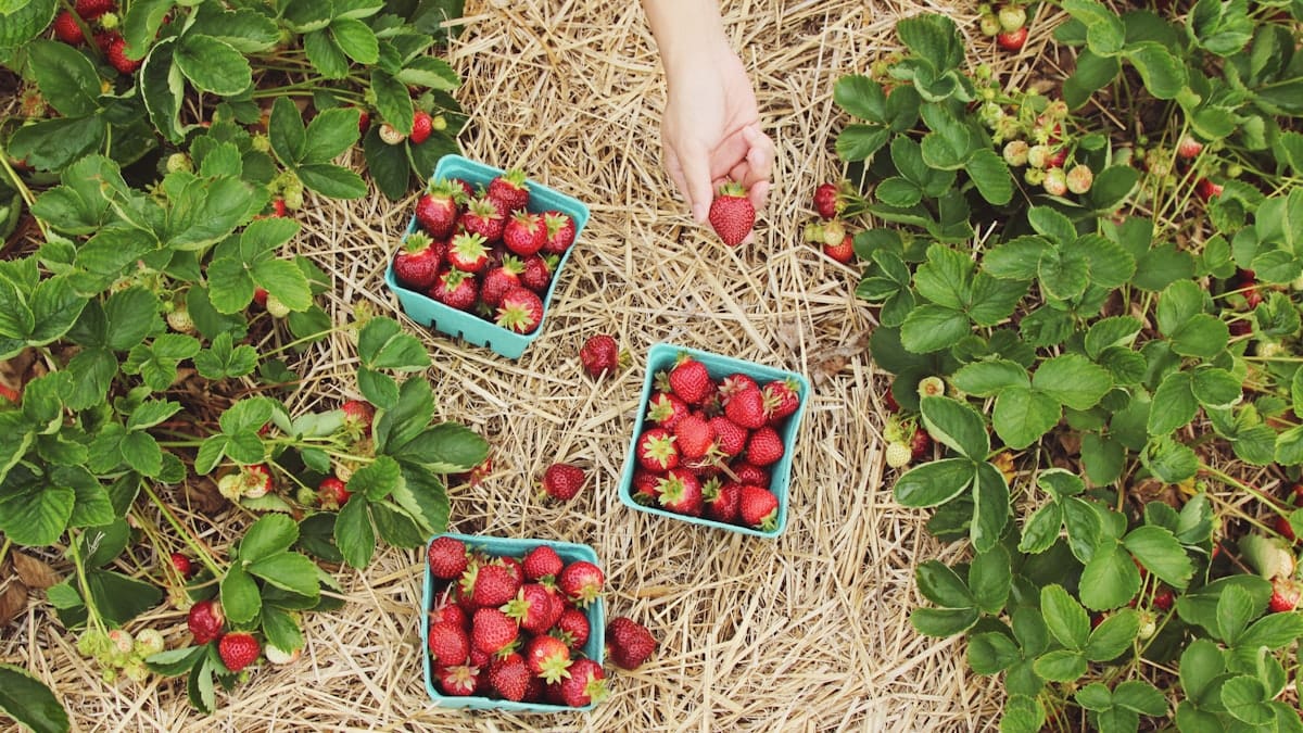 Como Fazer Adubo Orgânico Caseiro: Guia Completo de Compostagem Doméstica, Minhocário e Biofertilizantes