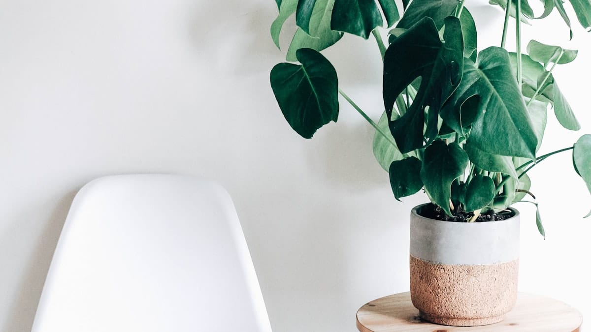 Guia Completo da Plantabilidade no Inverno: Como Proteger Suas Folhagens Contra Geadas, Vento Frio e Ar Seco
