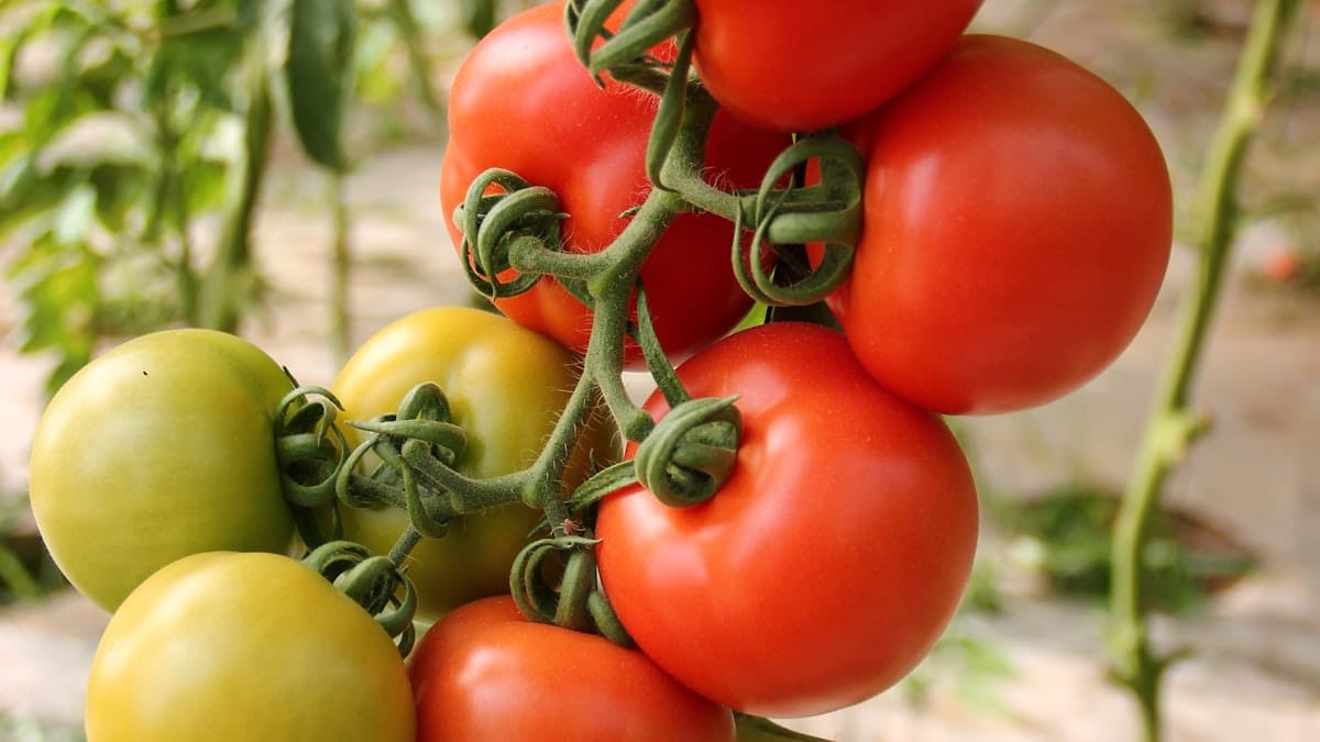 Horta em Casa: Como Cultivar Tomate-Cereja em Vasos de Sacada, Podas e Colheita Doce