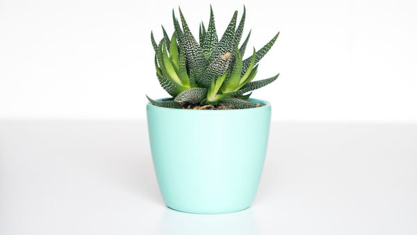 Cactos e Suculentas: Como Cultivar, Regar Corretamente e Decorar com Charme e Vitalidade