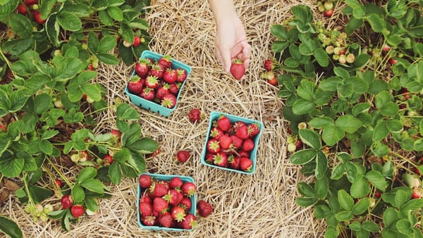 Como Fazer Adubo Orgânico Caseiro: Guia Completo de Compostagem Doméstica, Minhocário e Biofertilizantes