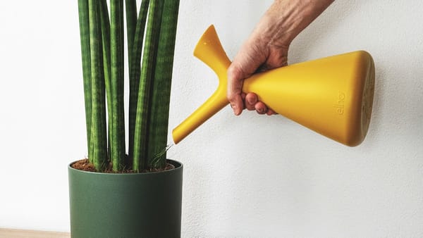 Guia Definitivo da Planta Jiboia: Cuidados, Iluminação, Rega e Como Fazer Mudas na Água